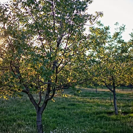 Dioliget - Zoeld Dio Haziko بيت ضيافة Lovasberény